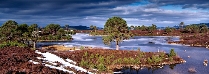Loch a' Gharbh-choire, Glenmore Forest. March 2009. Hasselblad Xpan 45mm.