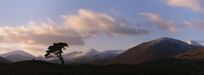 Caledonian Pine, Victoria Bridge. November 2009. Hasselblad Xpan 90mm.