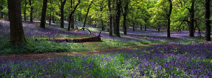 Bluebell Wood. Kinclaven Wood, Perthshire. Hasselblad XPan 45mm. May 2016.